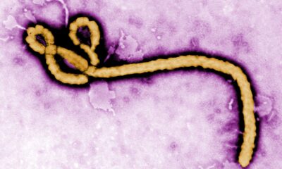 Ebola virus purple.jpg