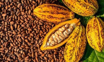 Cocoa.jpg