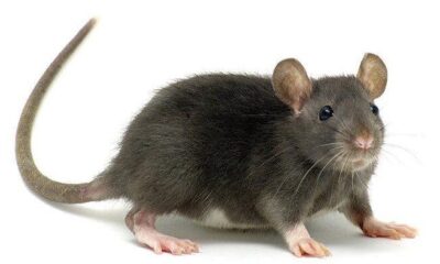 A Rat e1710959995669.jpg
