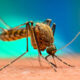 Mosquito Malaria.jpg